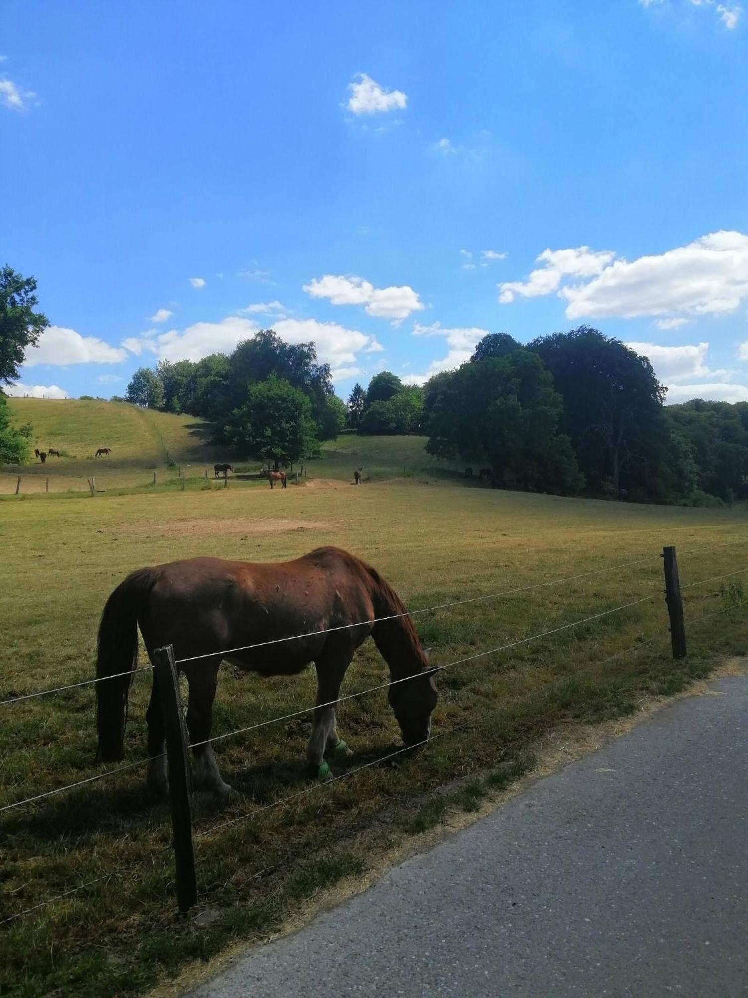 Elegant In Ludenberg Düsseldorf
